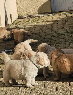 CHIOT collier vert