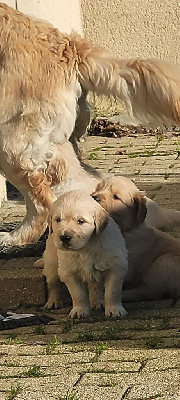 CHIOT collier Jaune