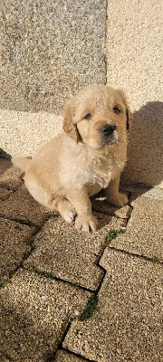 Du Domaine Du Petit Perchis - Golden Retriever - Portée née le 18/12/2024