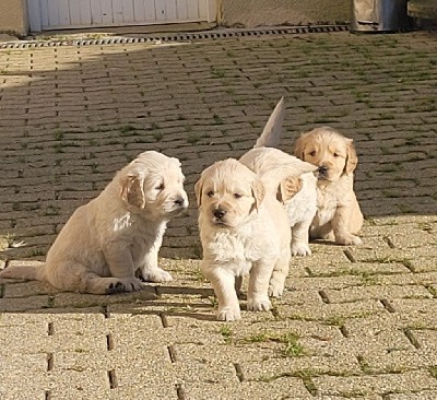 CHIOT collier Blanc