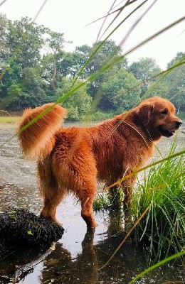 chiot collier Rouge