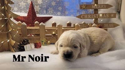 CHIOT collier Noir