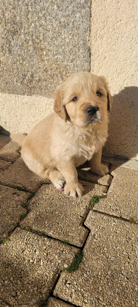 Du Domaine Du Petit Perchis - Chiot disponible  - Golden Retriever