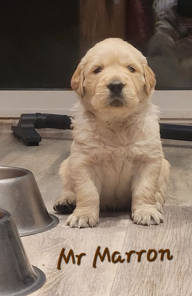 Du Domaine Du Petit Perchis - Chiot disponible  - Golden Retriever