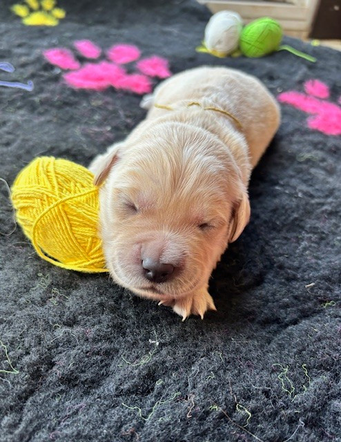 Du Domaine Du Petit Perchis - Chiots disponibles - Golden Retriever