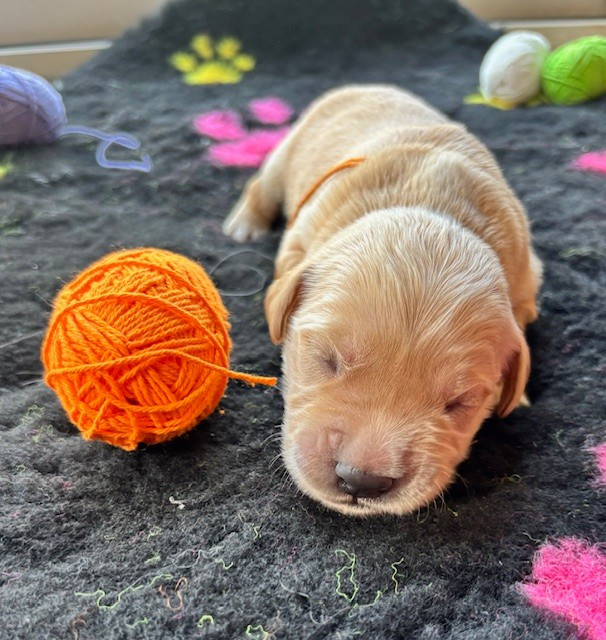 Du Domaine Du Petit Perchis - Chiots disponibles - Golden Retriever