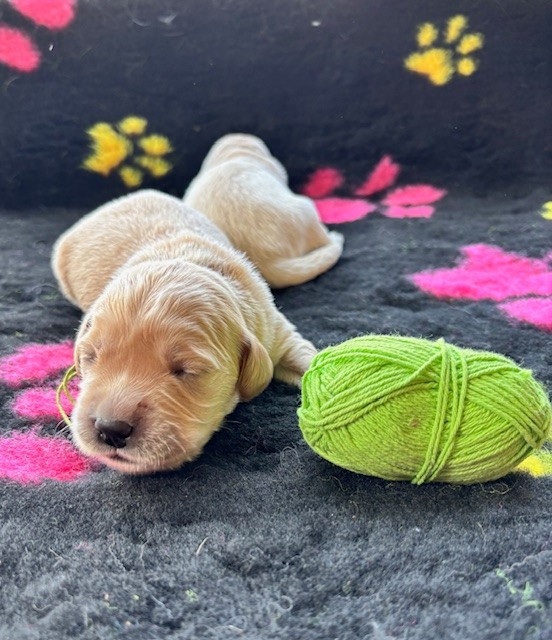 Du Domaine Du Petit Perchis - Chiots disponibles - Golden Retriever