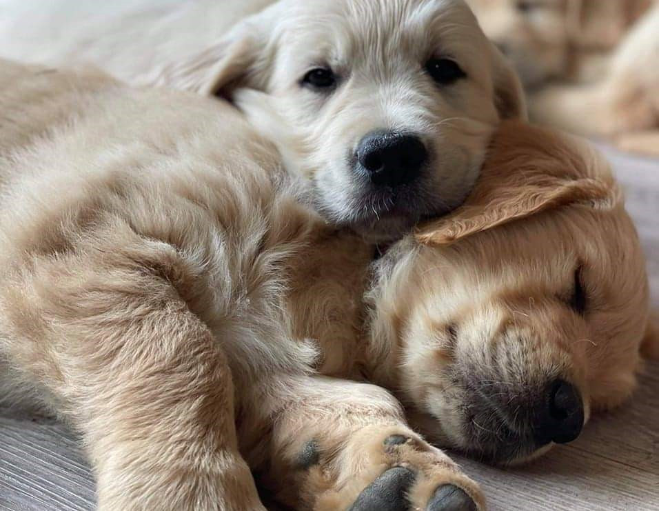 Du Domaine Du Petit Perchis - Chiots disponibles - Golden Retriever