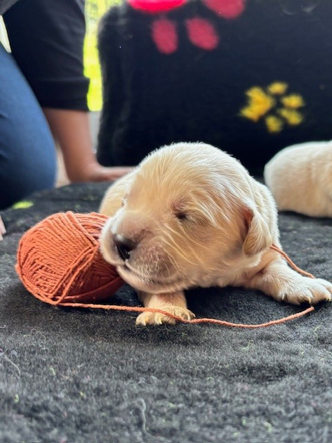 Du Domaine Du Petit Perchis - Chiots disponibles - Golden Retriever