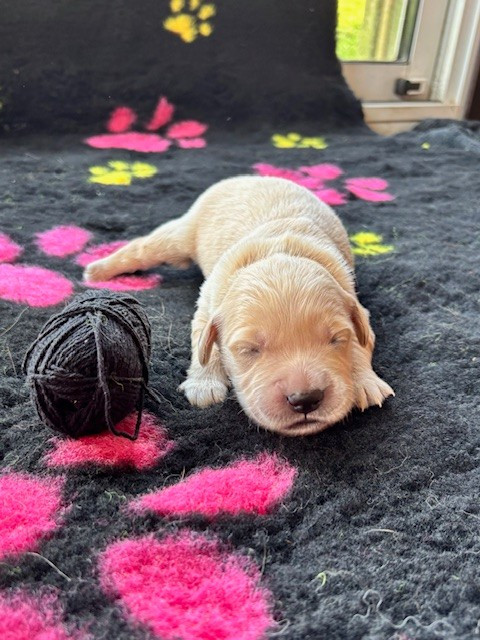 Du Domaine Du Petit Perchis - Chiots disponibles - Golden Retriever