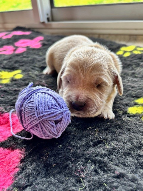 Du Domaine Du Petit Perchis - Chiots disponibles - Golden Retriever