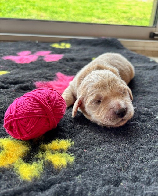 Du Domaine Du Petit Perchis - Chiots disponibles - Golden Retriever