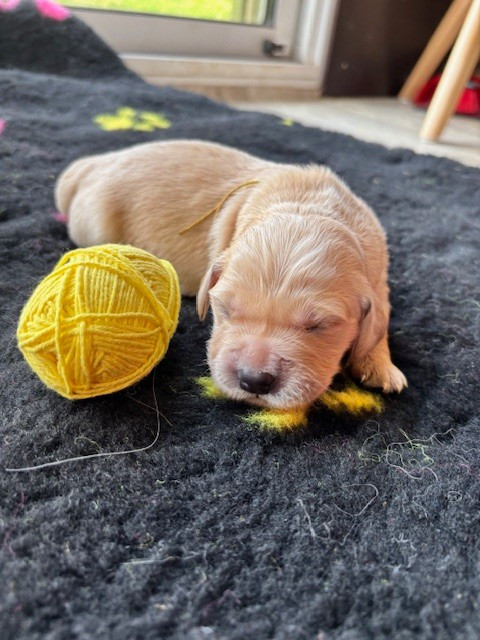 Du Domaine Du Petit Perchis - Chiots disponibles - Golden Retriever