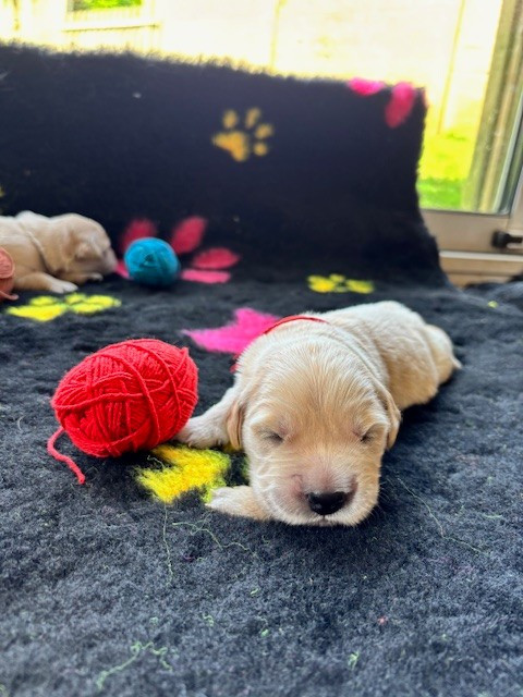 Du Domaine Du Petit Perchis - Chiots disponibles - Golden Retriever