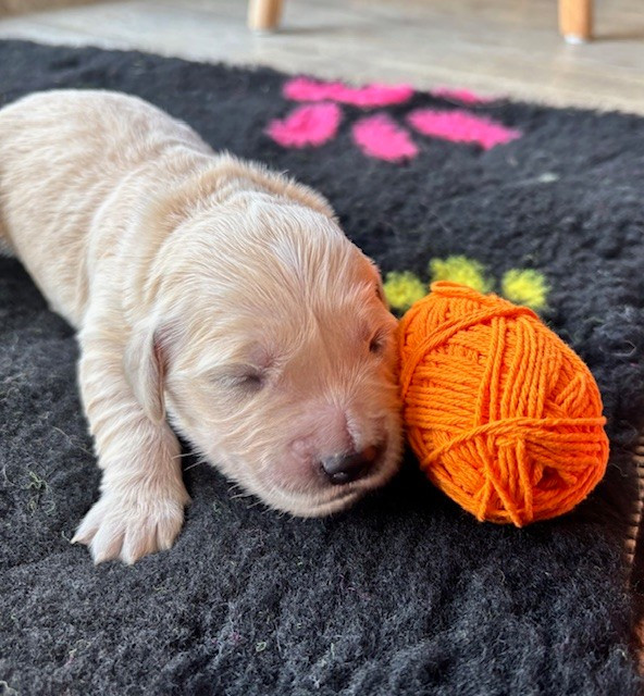 Du Domaine Du Petit Perchis - Chiots disponibles - Golden Retriever