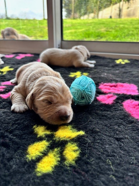 Du Domaine Du Petit Perchis - Chiots disponibles - Golden Retriever