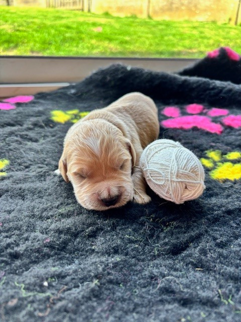 Du Domaine Du Petit Perchis - Chiots disponibles - Golden Retriever