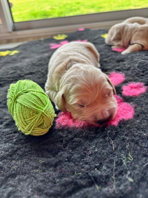 Du Domaine Du Petit Perchis - Chiots disponibles - Golden Retriever