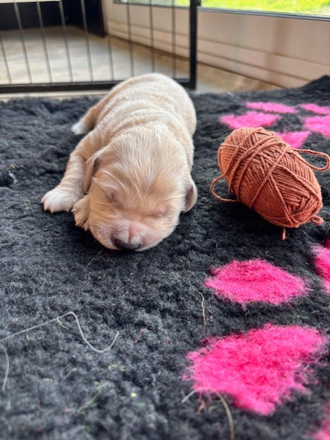 Du Domaine Du Petit Perchis - Chiots disponibles - Golden Retriever