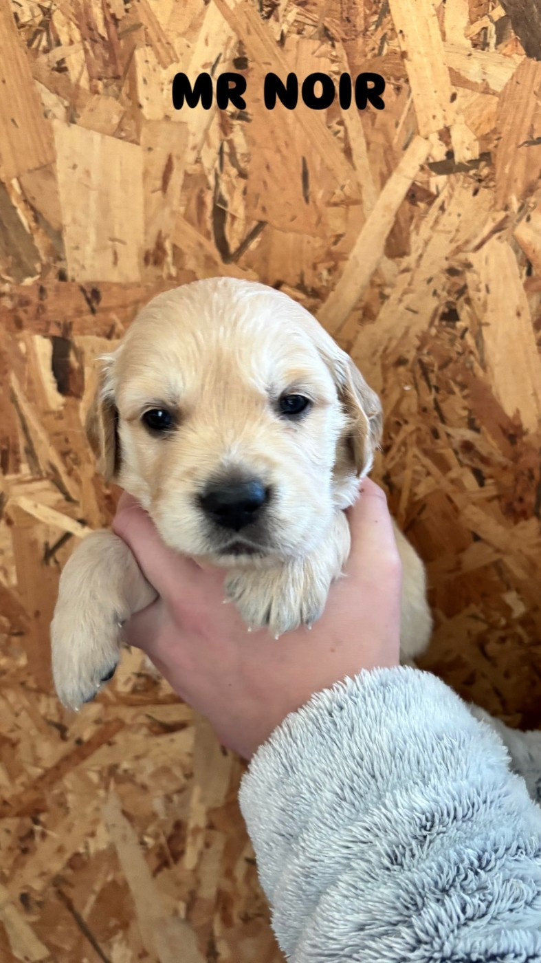 Du Domaine Du Petit Perchis - Chiots disponibles - Golden Retriever