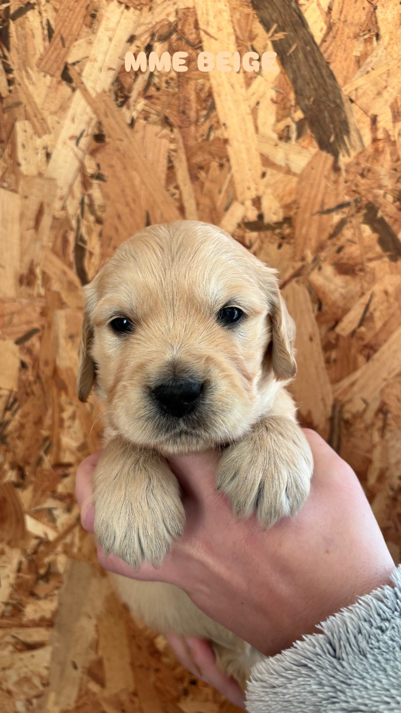 Du Domaine Du Petit Perchis - Chiots disponibles - Golden Retriever
