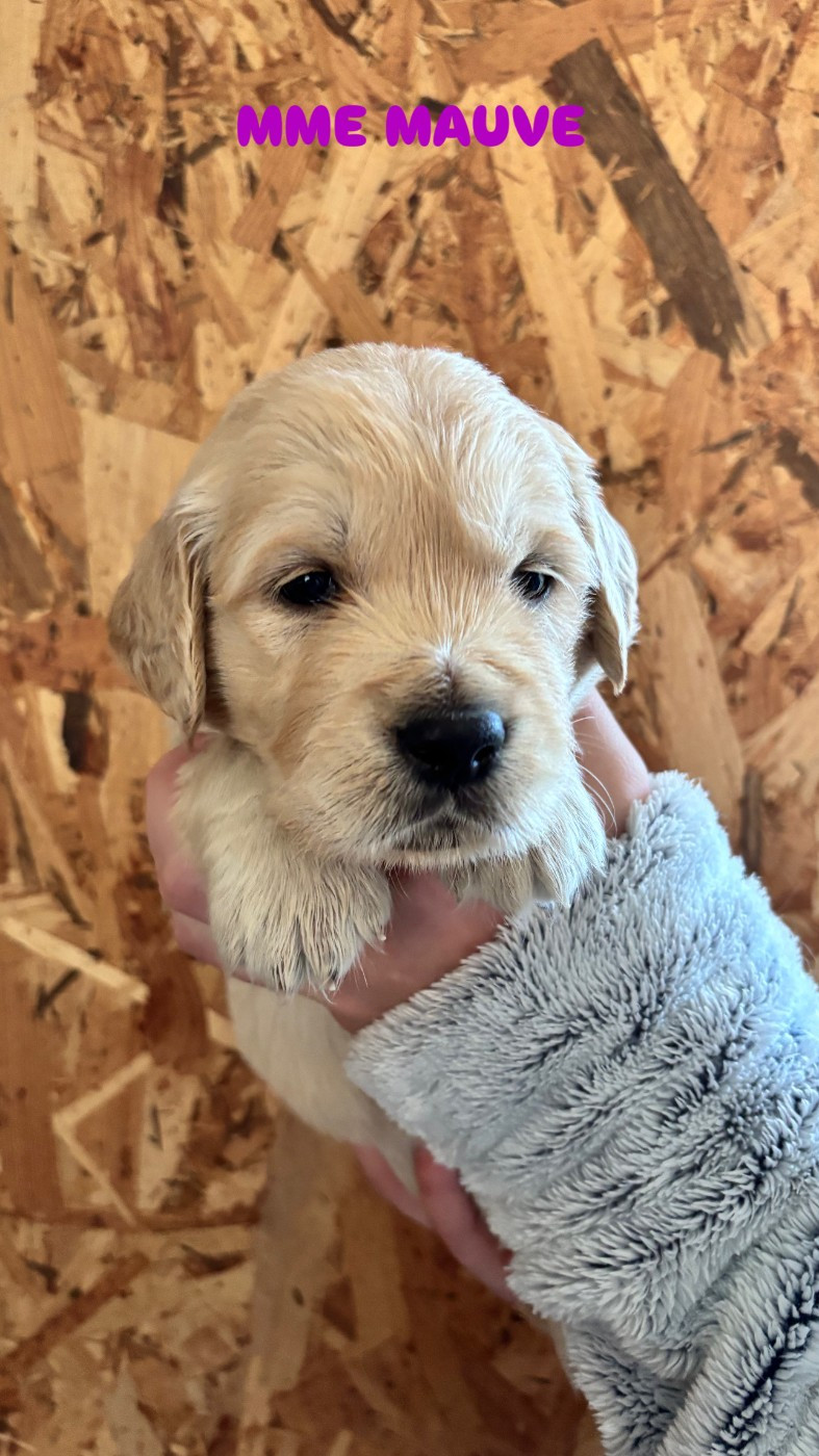 Du Domaine Du Petit Perchis - Chiots disponibles - Golden Retriever