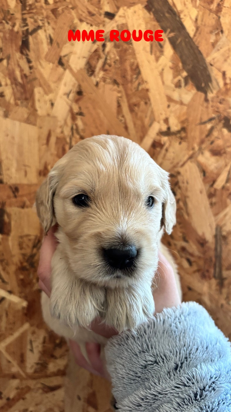 Du Domaine Du Petit Perchis - Chiots disponibles - Golden Retriever
