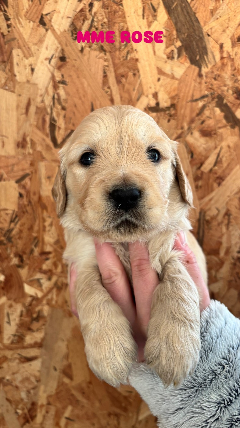 Du Domaine Du Petit Perchis - Chiots disponibles - Golden Retriever