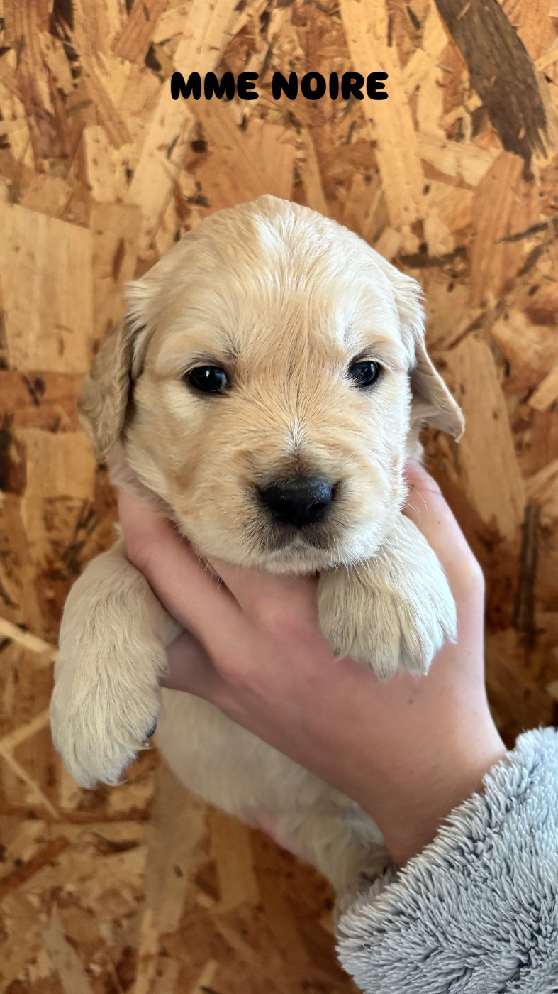 Du Domaine Du Petit Perchis - Chiots disponibles - Golden Retriever