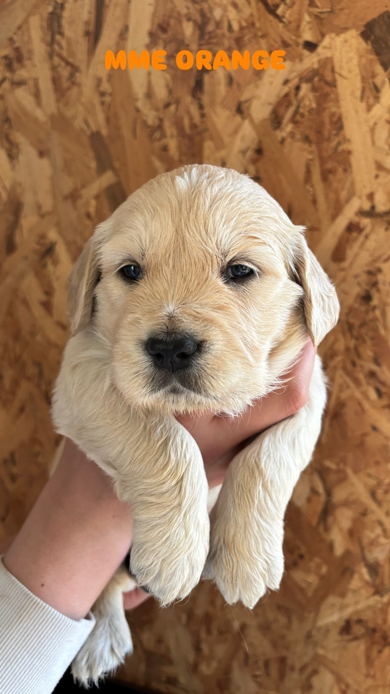 Du Domaine Du Petit Perchis - Chiots disponibles - Golden Retriever