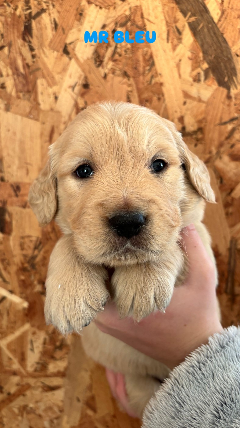 Du Domaine Du Petit Perchis - Chiots disponibles - Golden Retriever