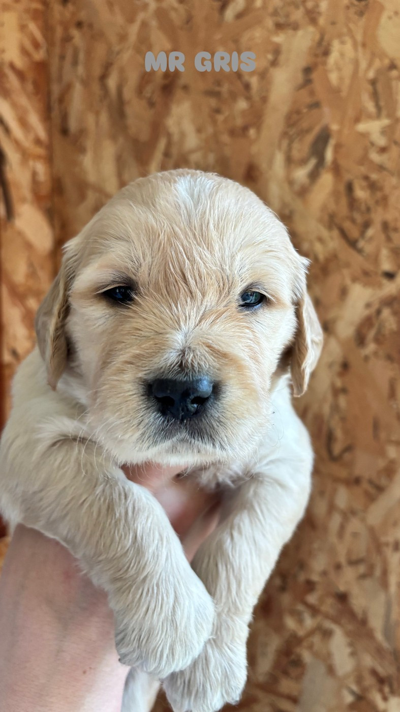 Du Domaine Du Petit Perchis - Chiots disponibles - Golden Retriever