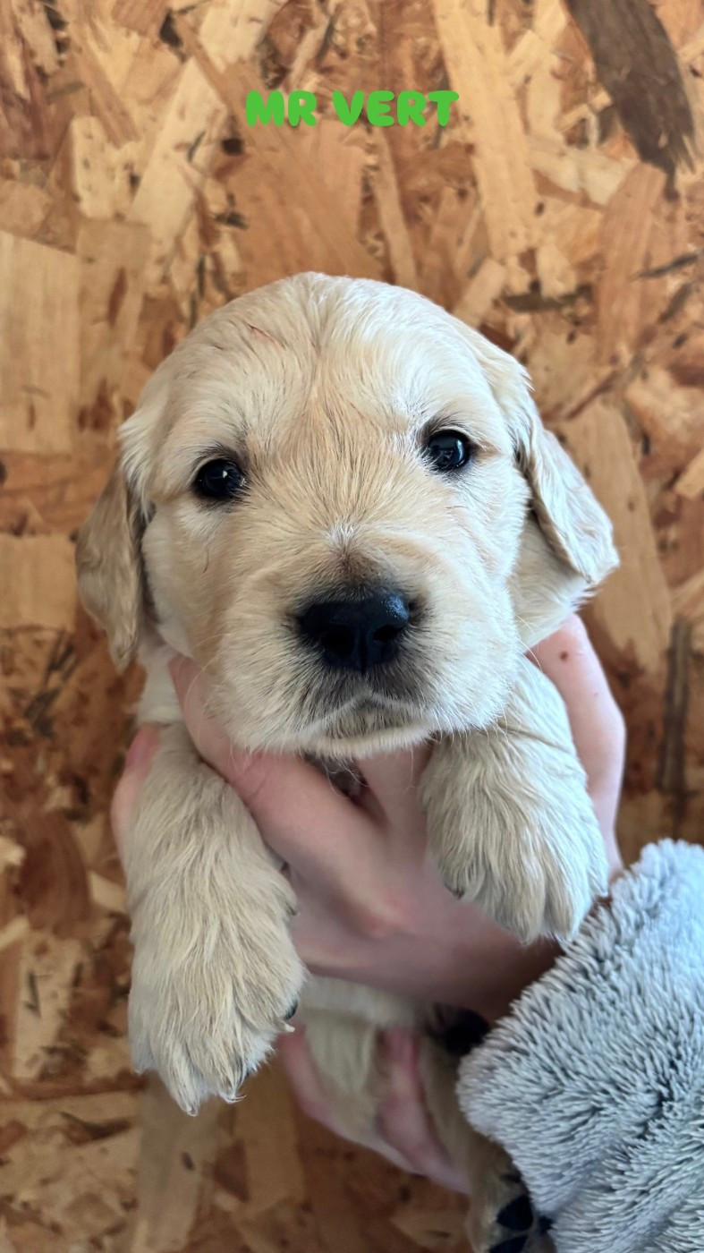 Du Domaine Du Petit Perchis - Chiots disponibles - Golden Retriever