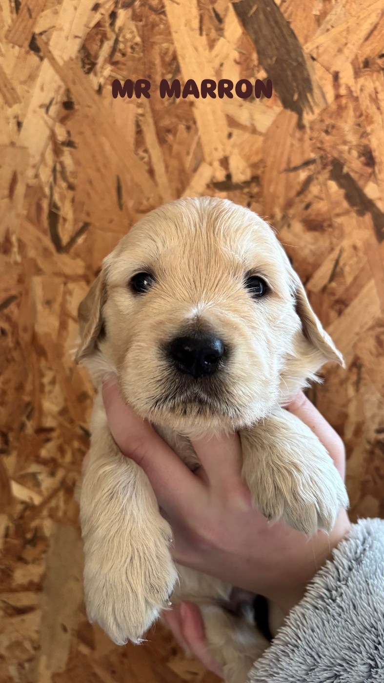 Du Domaine Du Petit Perchis - Chiots disponibles - Golden Retriever