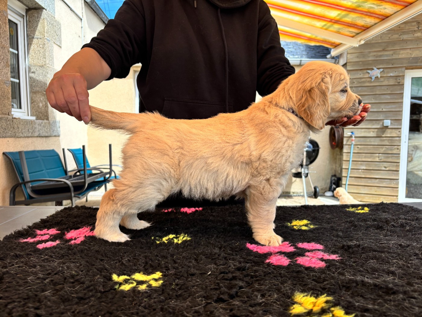 Du Domaine Du Petit Perchis - Chiots disponibles - Golden Retriever