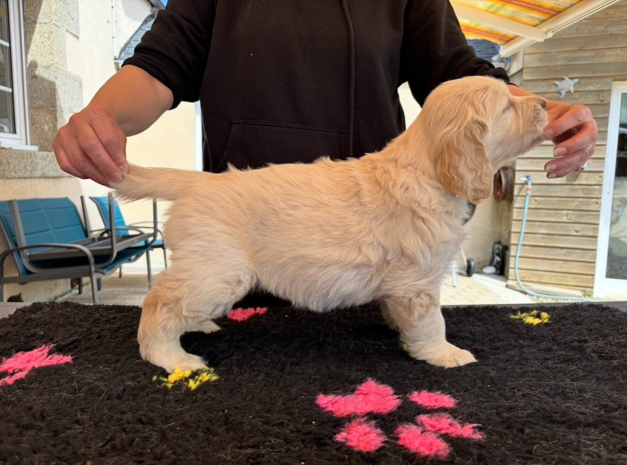 Du Domaine Du Petit Perchis - Chiots disponibles - Golden Retriever