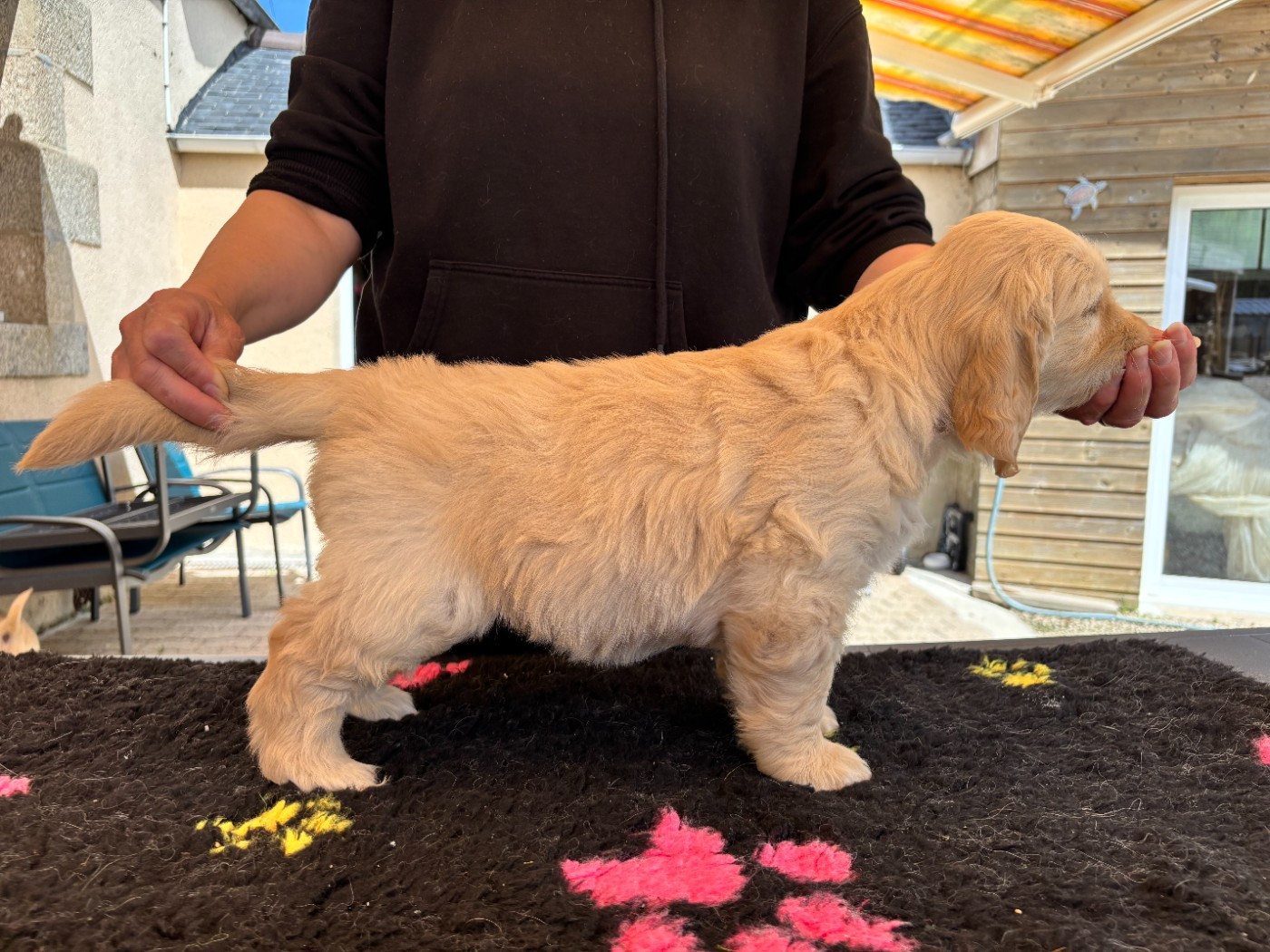 Du Domaine Du Petit Perchis - Chiots disponibles - Golden Retriever