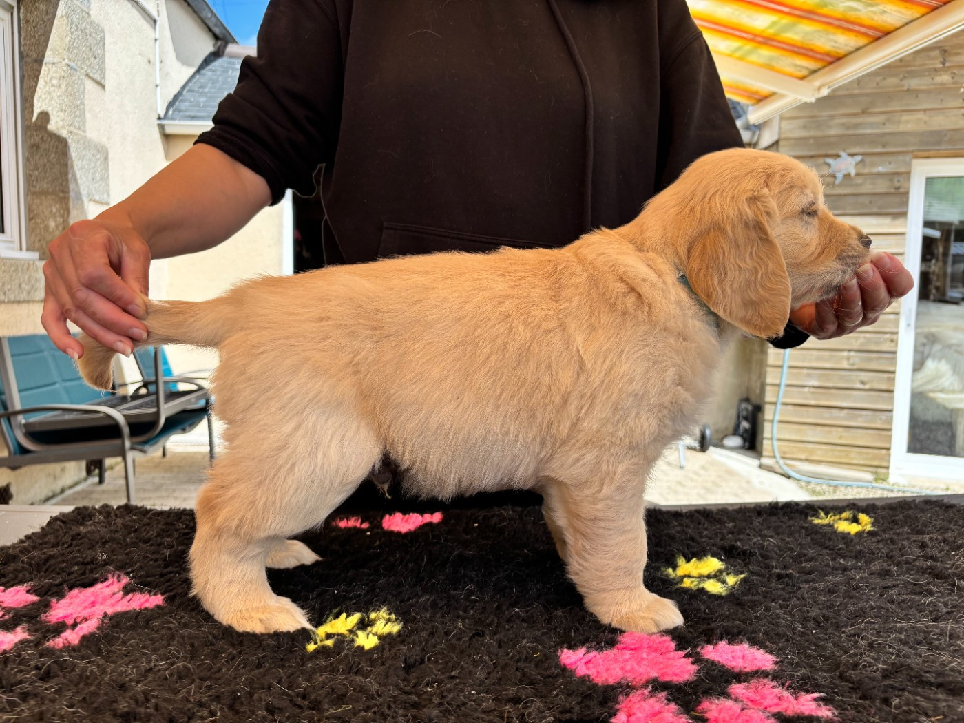 Du Domaine Du Petit Perchis - Chiots disponibles - Golden Retriever