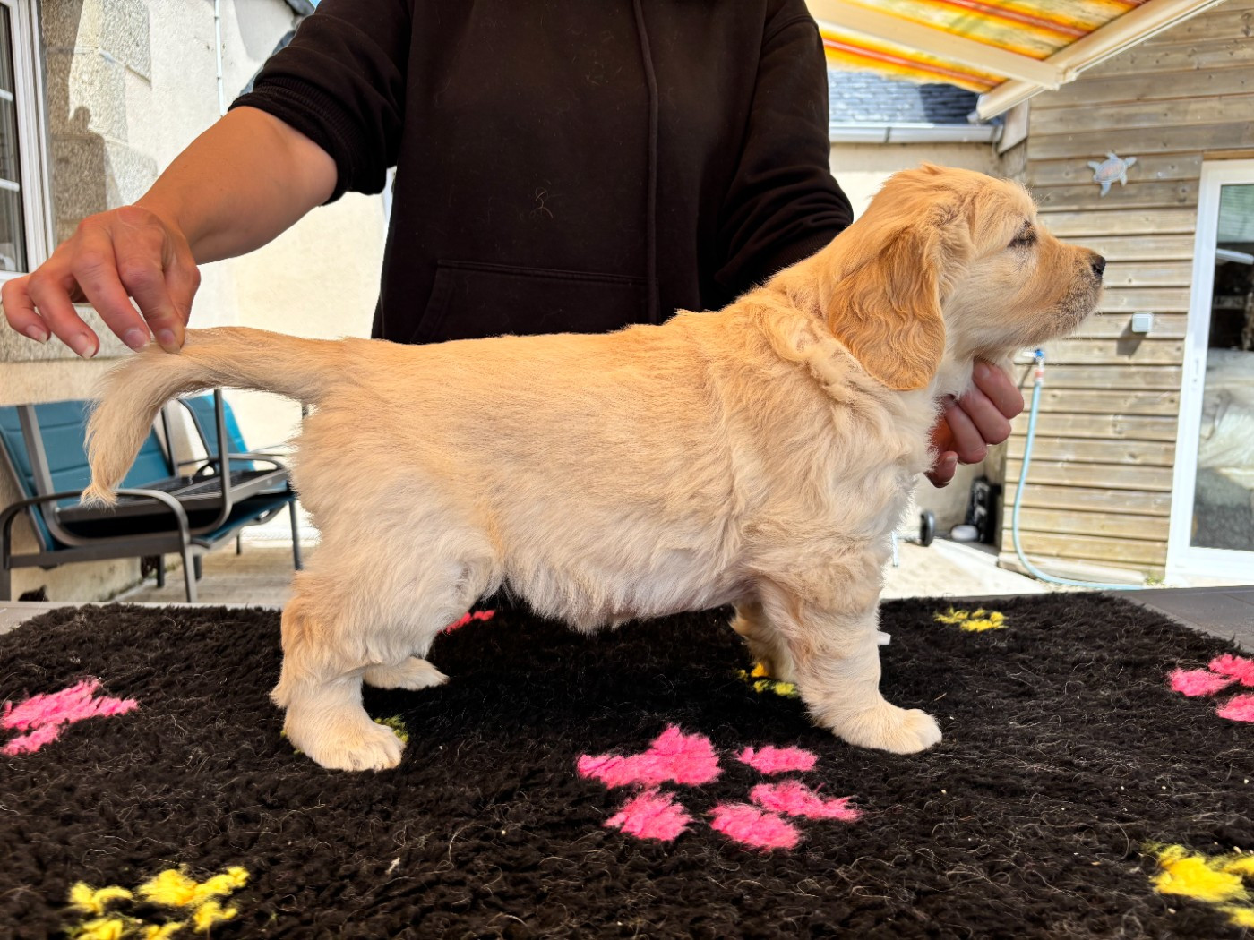 Du Domaine Du Petit Perchis - Chiots disponibles - Golden Retriever
