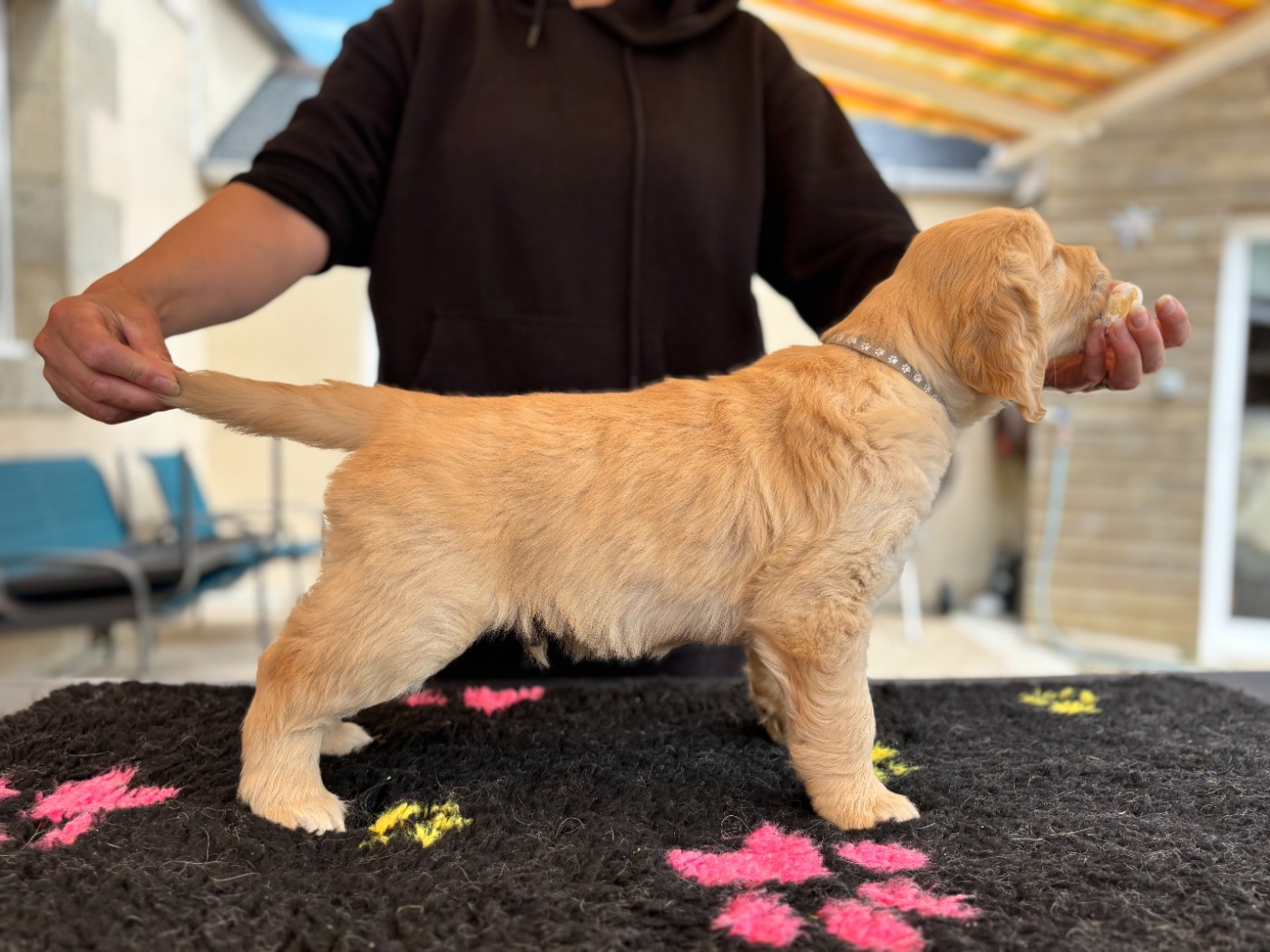 Du Domaine Du Petit Perchis - Chiots disponibles - Golden Retriever