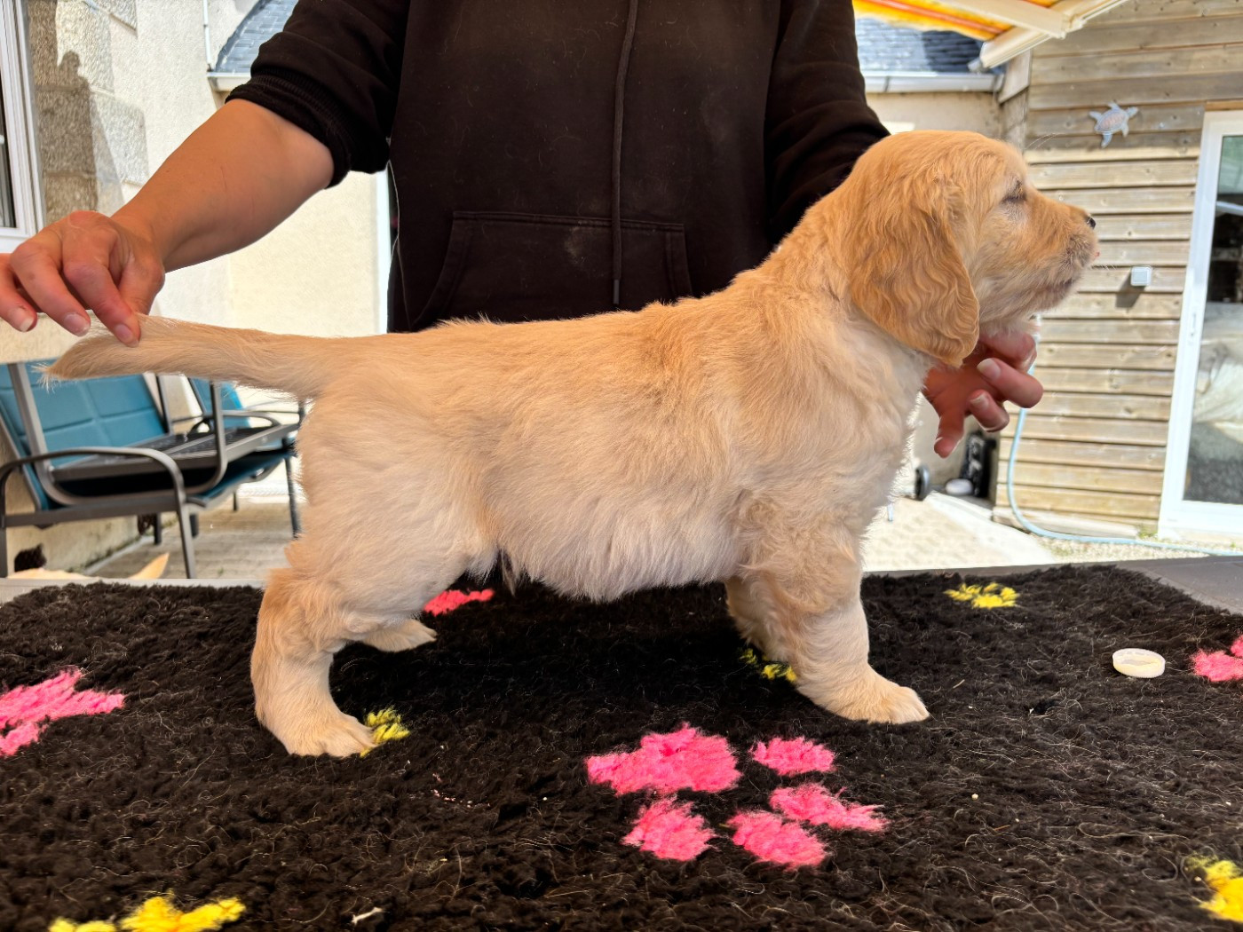Du Domaine Du Petit Perchis - Chiots disponibles - Golden Retriever
