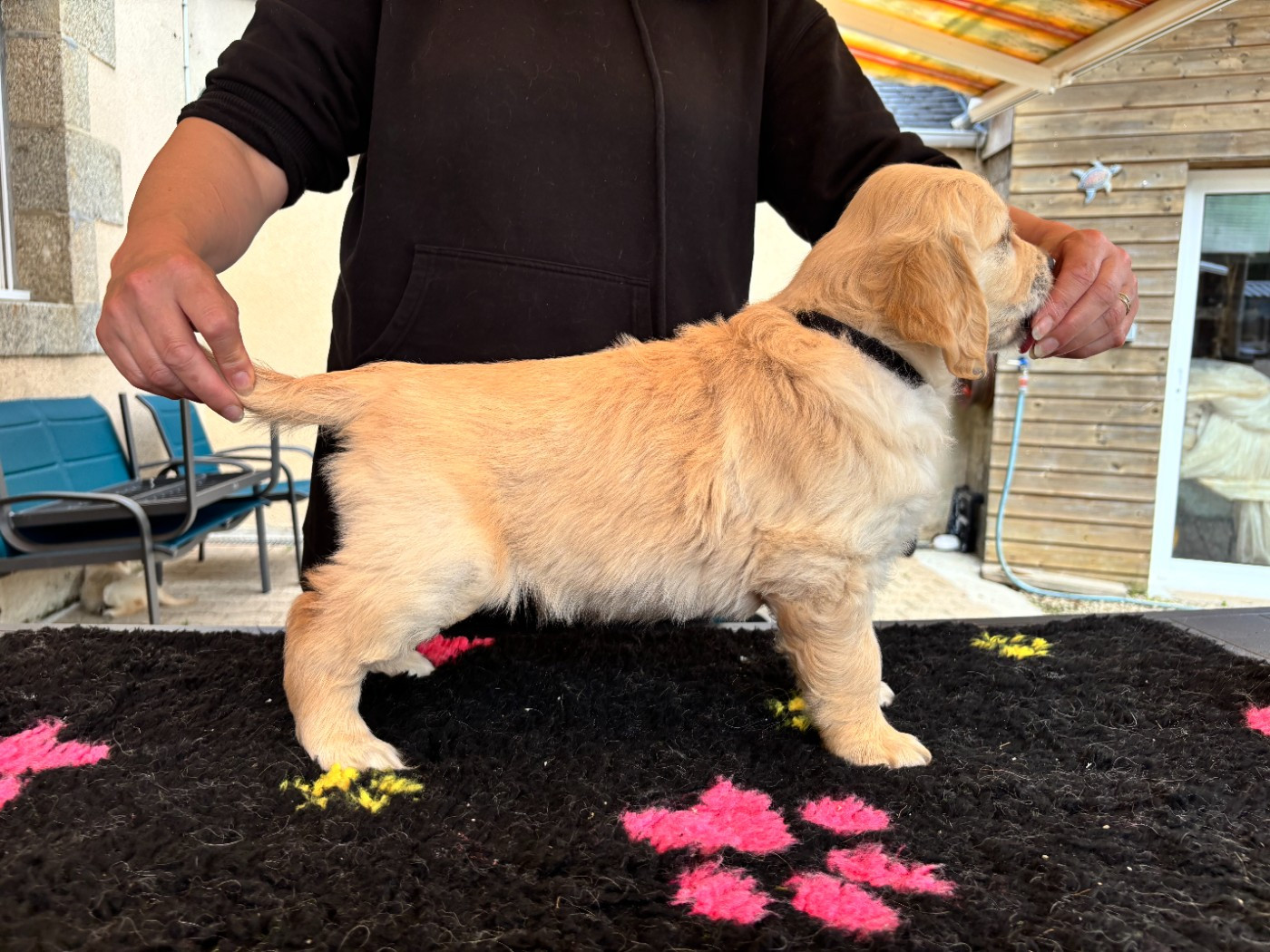 Du Domaine Du Petit Perchis - Chiots disponibles - Golden Retriever