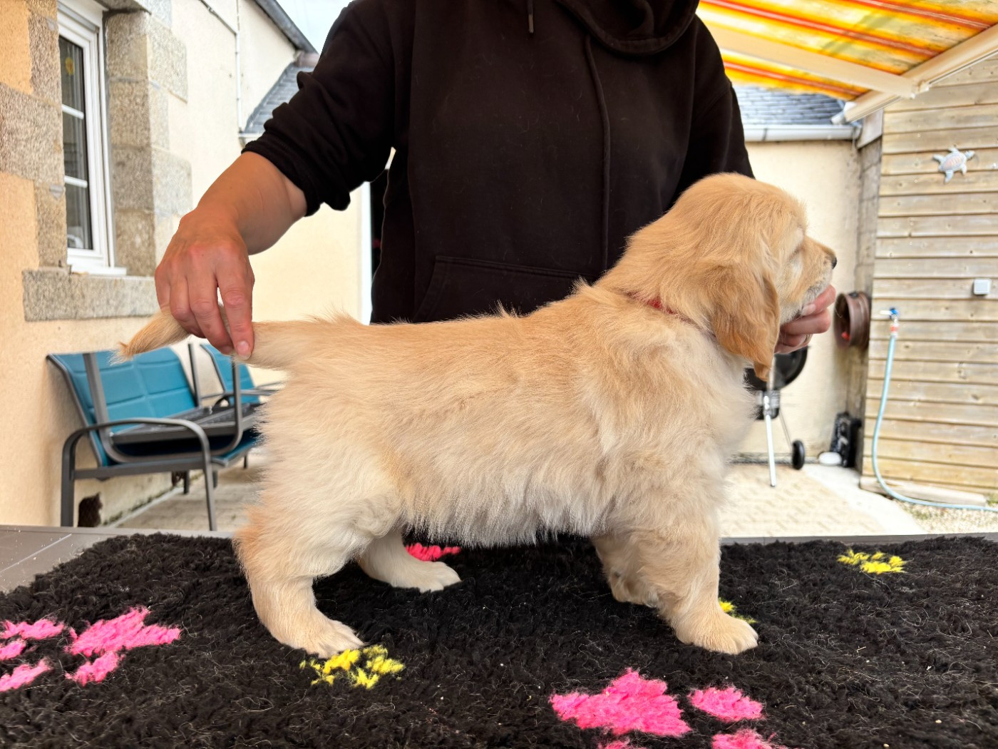 Du Domaine Du Petit Perchis - Chiots disponibles - Golden Retriever
