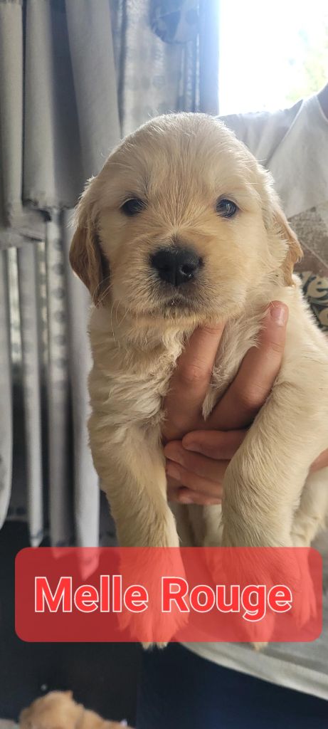 Du Domaine Du Petit Perchis - Chiots disponibles - Golden Retriever