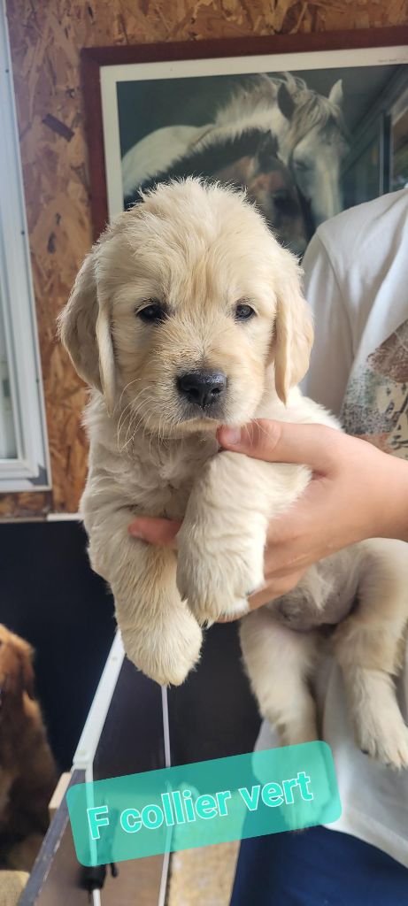 Du Domaine Du Petit Perchis - Chiots disponibles - Golden Retriever