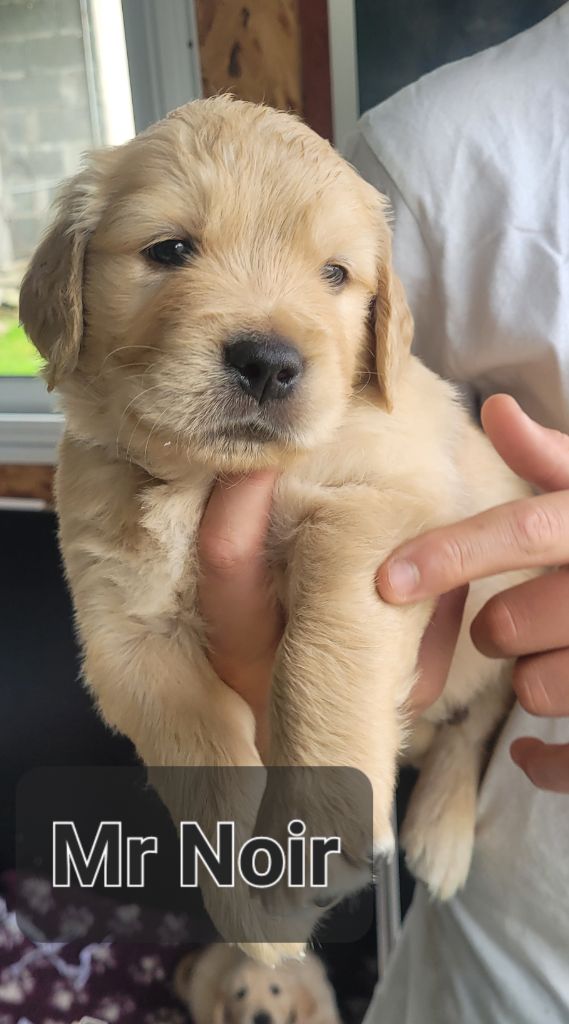 Du Domaine Du Petit Perchis - Chiots disponibles - Golden Retriever