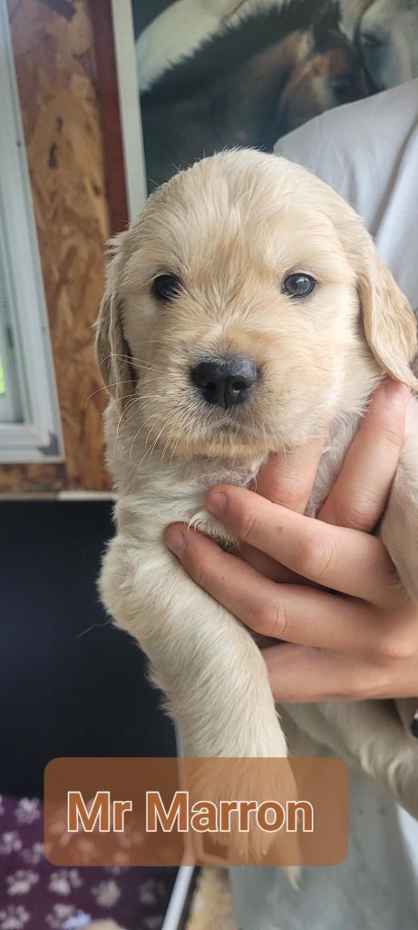 Du Domaine Du Petit Perchis - Chiots disponibles - Golden Retriever