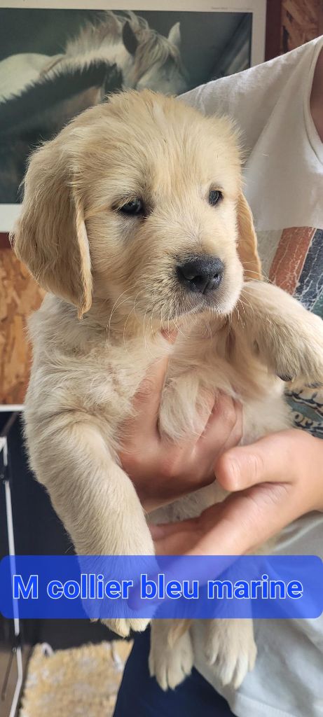Du Domaine Du Petit Perchis - Chiots disponibles - Golden Retriever