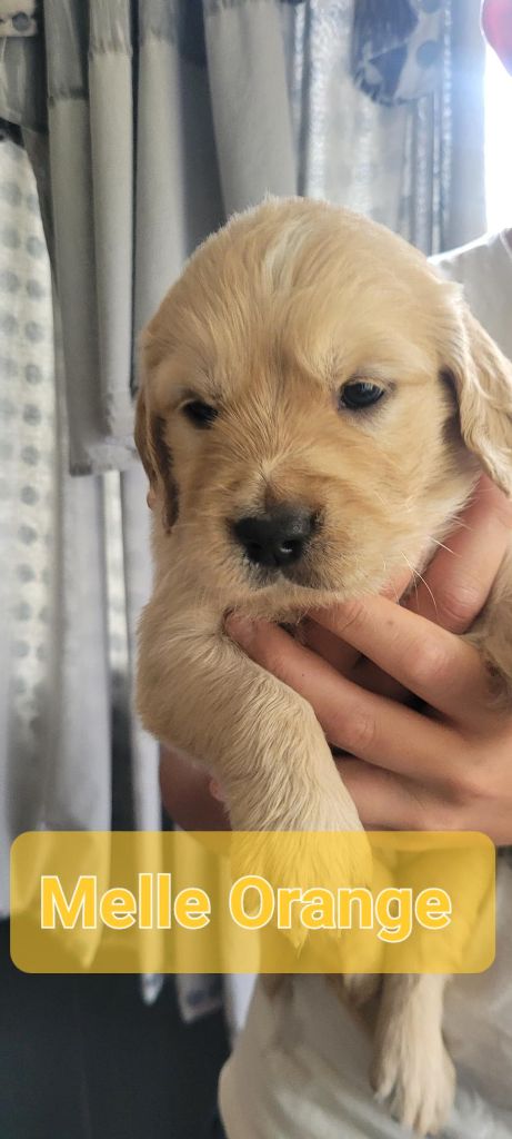 Du Domaine Du Petit Perchis - Chiots disponibles - Golden Retriever