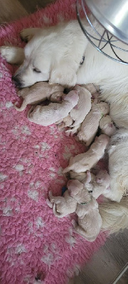 CHIOT